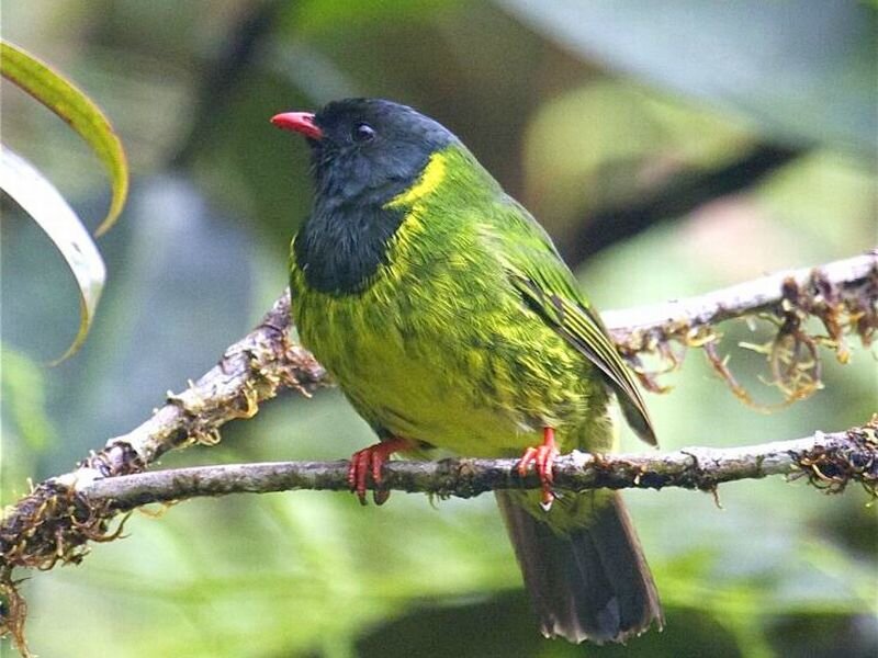 Green and Black Bird