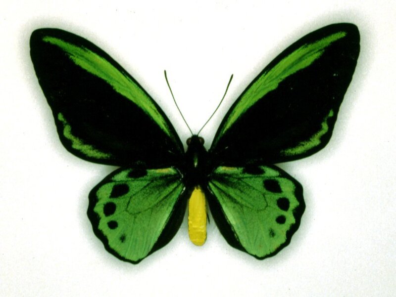 green and black butterfly