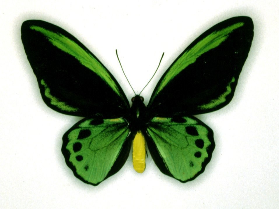 green and black butterfly