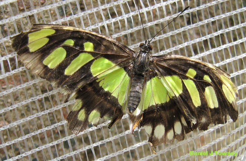 green and black butterfly