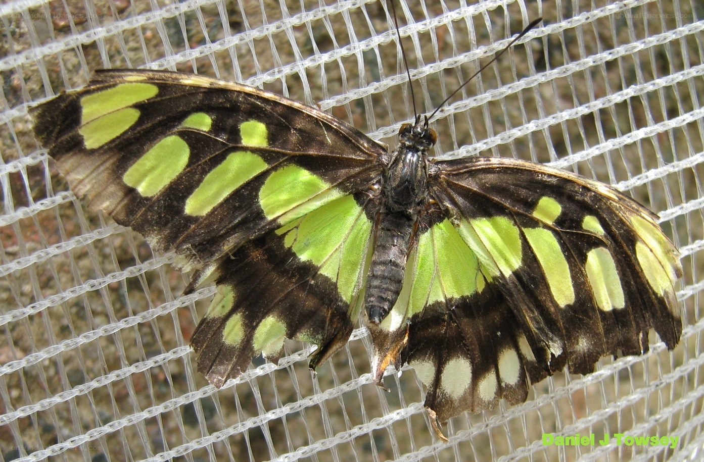 green and black butterfly
