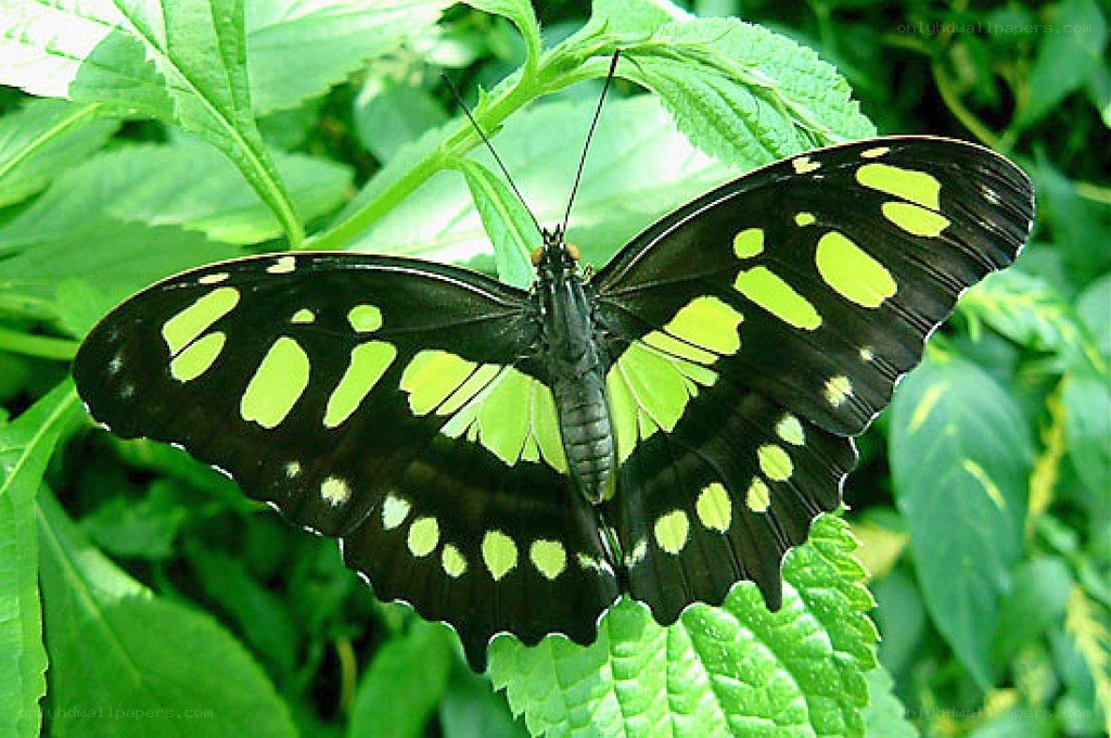 green and black butterfly