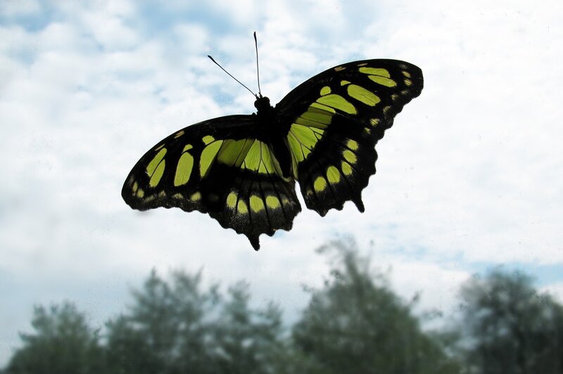 Green and Black Butterfly — Calm, Afternoon, Photograph, Sky