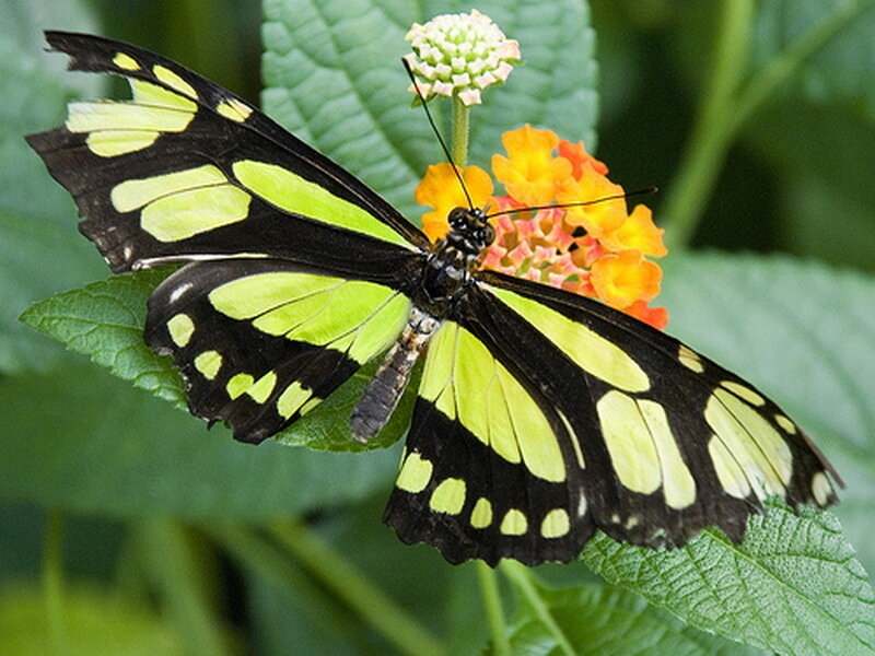 Green and Black Butterfly — Calm, Afternoon