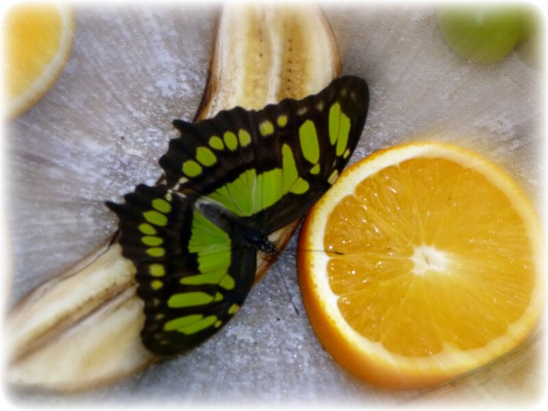 Green and Black Butterfly — Calm, Photograph, Banana