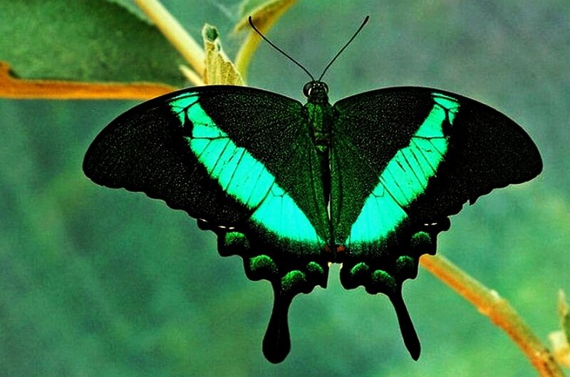 Green and Black Butterfly — Calm, Photograph, Leaf