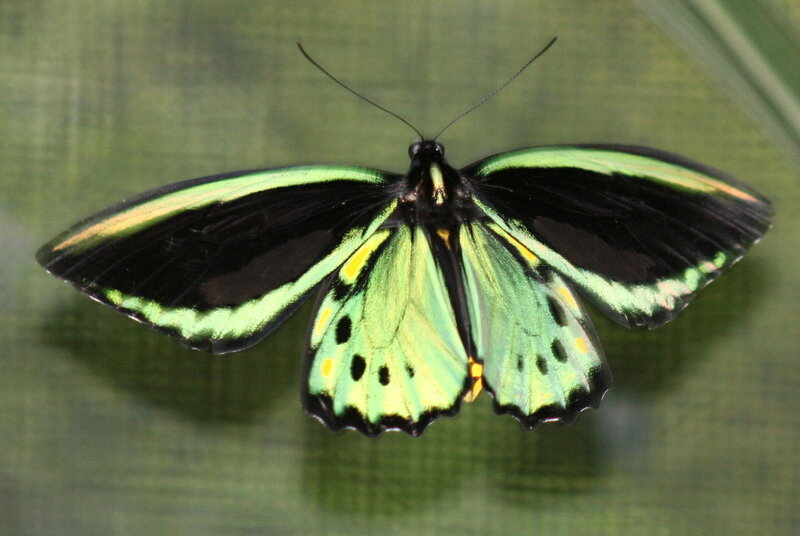 Green and Black Butterfly — Calm, Photograph