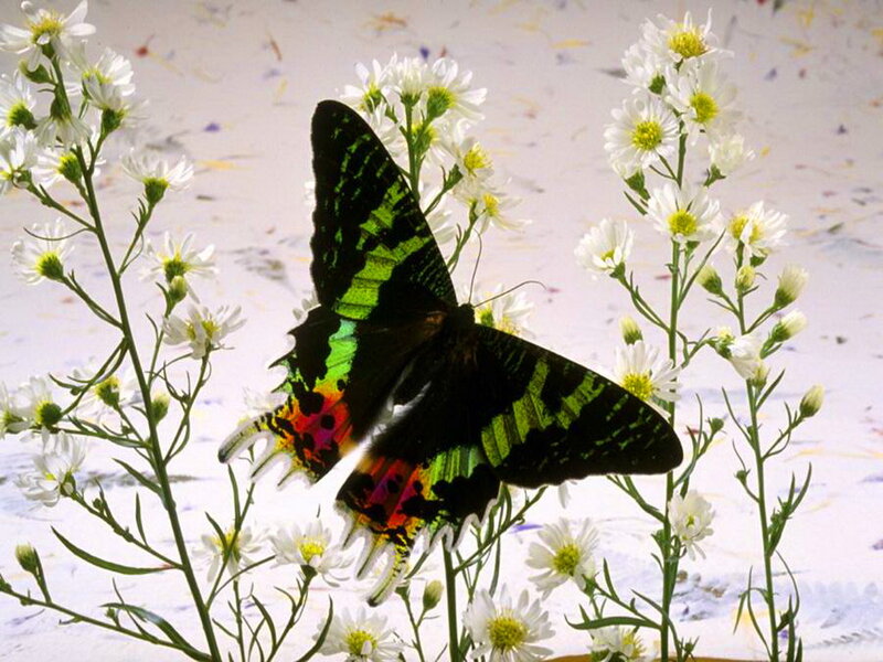 Green and Black Butterfly — Calm, Photograph, White Flowers