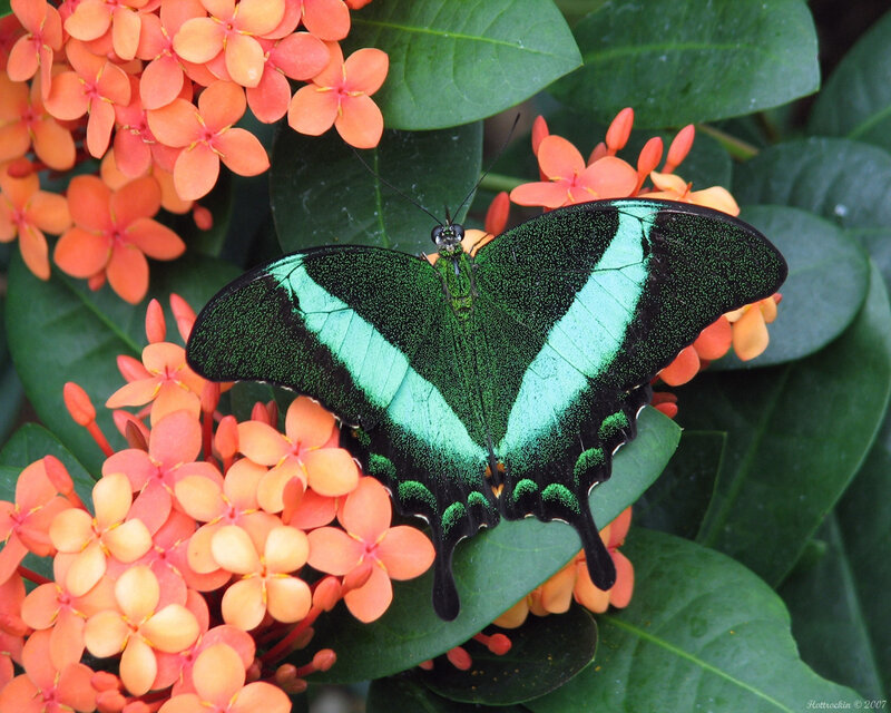 Green and Black Butterfly — Natural, Afternoon, Photograph, Flowers