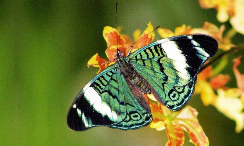 Green and Black Butterfly — Natural, Afternoon, Photograph