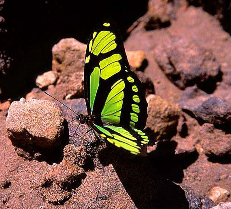 Green and Black Butterfly — Natural, Afternoon