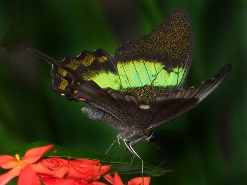 Green and Black Butterfly — Natural, Photograph, Flower