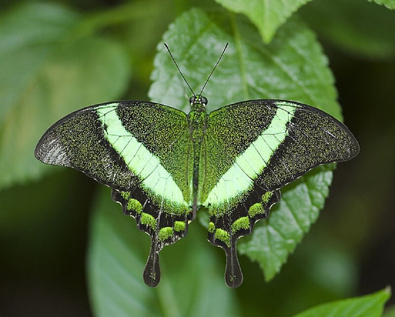 Green and Black Butterfly — Natural, Photograph, Leaf, Insect