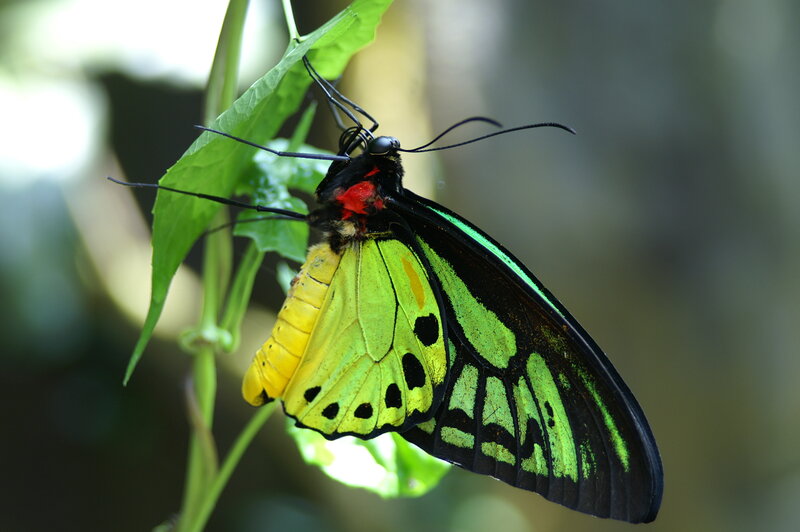 Green and Black Butterfly — Natural, Photograph, Leaf, Plant Stem