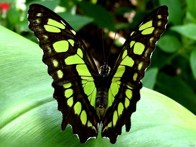 Green and Black Butterfly — Natural, Photograph, Leaf, Plant