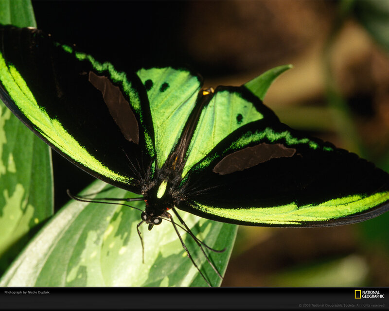 Green and Black Butterfly — Natural, Photograph, Leaf