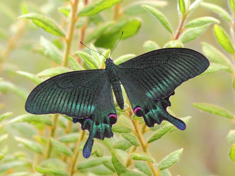 Green and Black Butterfly — Natural, Photograph, Plant