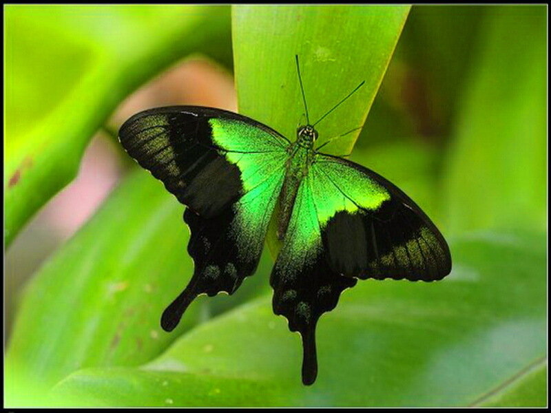 Green and Black Butterfly — Natural, Photograph