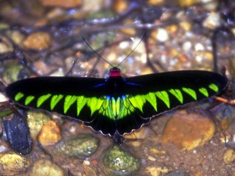 Green and Black Butterfly — Natural