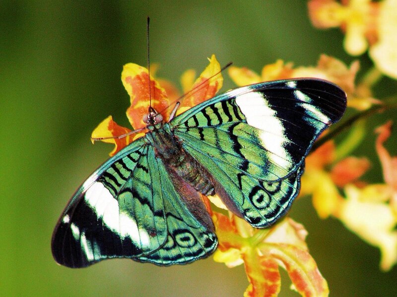 green and black butterfly on flower