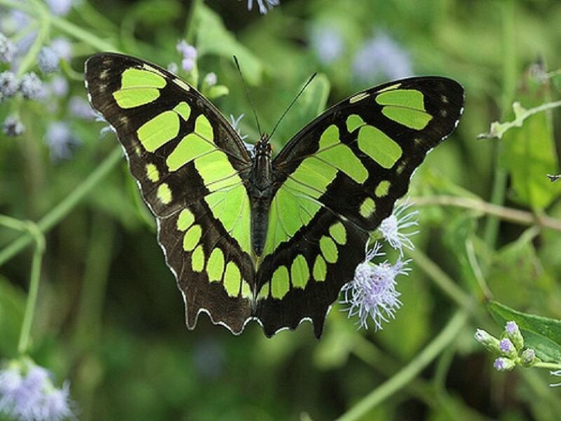 green and black butterfly on flower