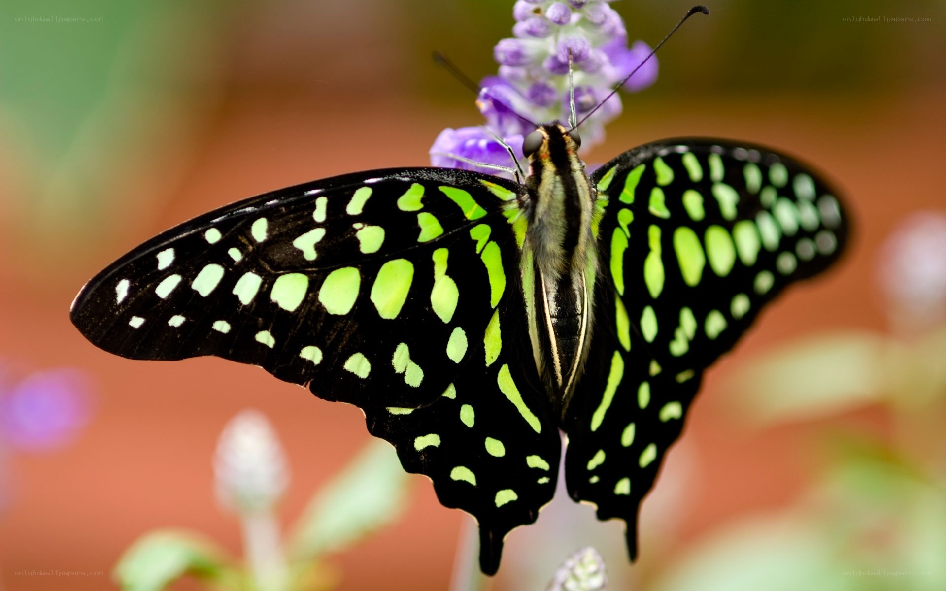 Green and black butterfly on flower