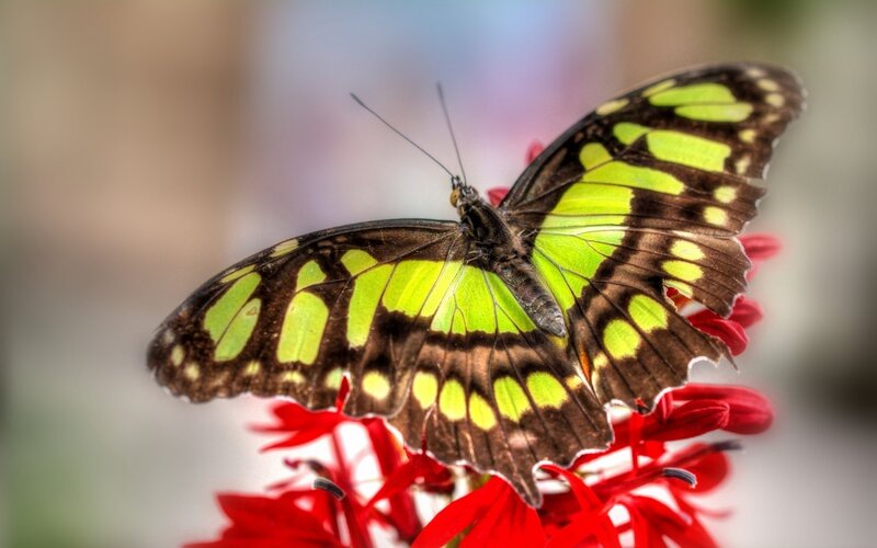 green and black butterfly on red flower