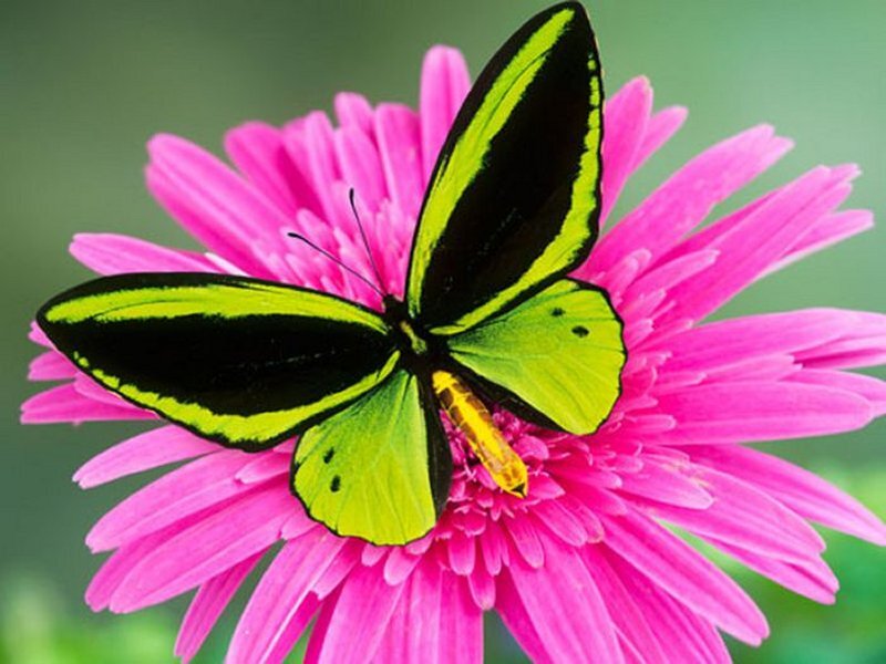 Green and Black Butterfly — Pink
