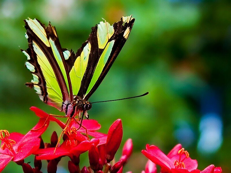 Green and Black Butterfly — Red