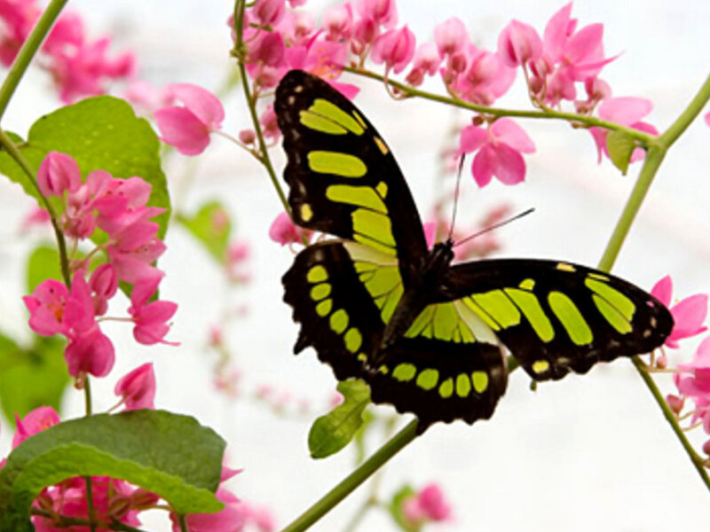 Green and Black Butterfly — Serene, Spring