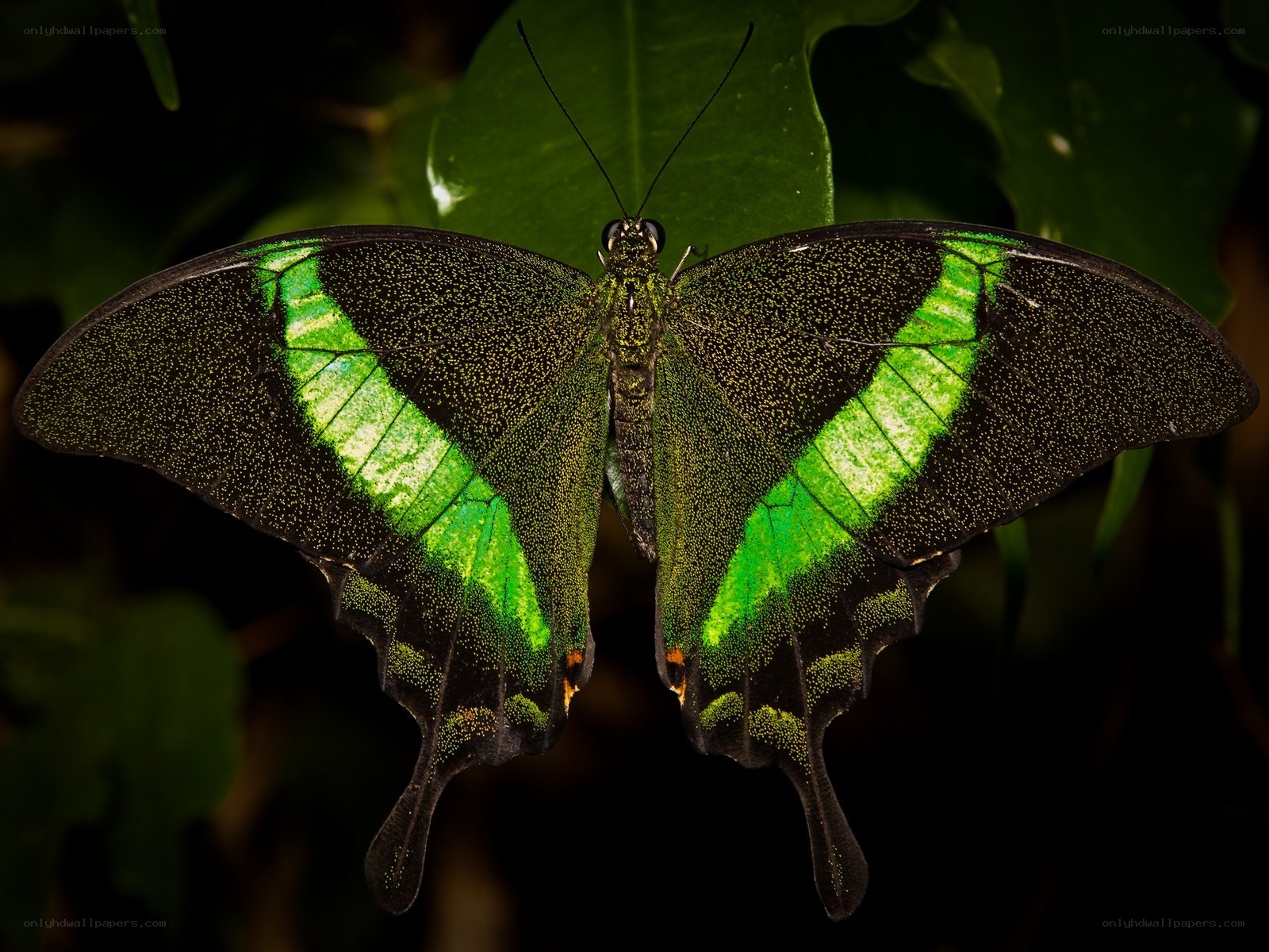 Green and black butterfly