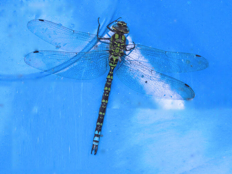 Green and Black Dragonfly