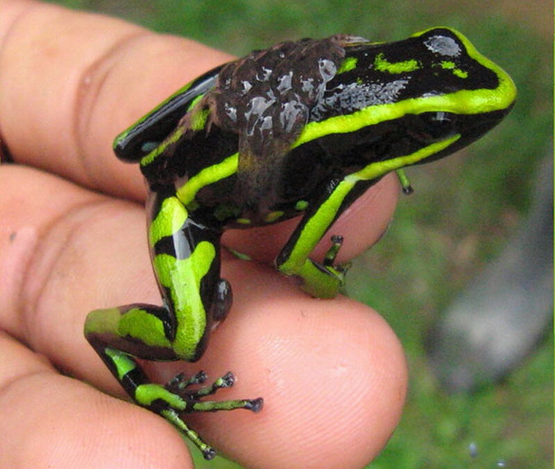 Green and Black Frog