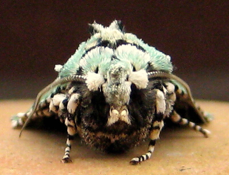 Green and Black Moth