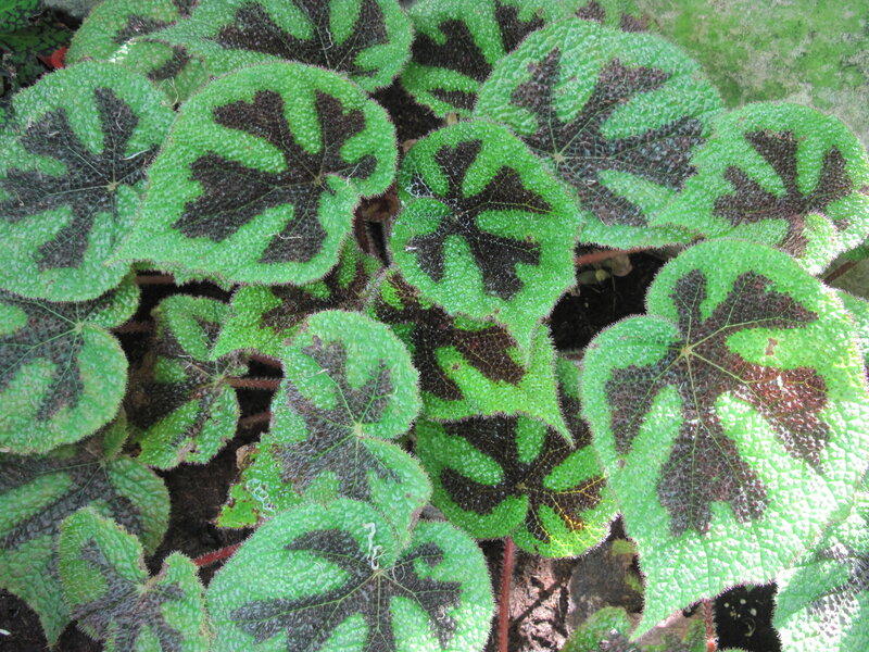 Green and Black Patterned Leaves — Natural