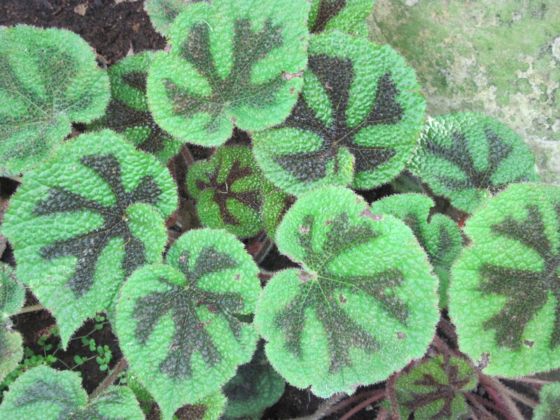 Green and Black Patterned Leaves