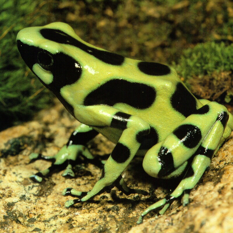 Green and black poison dart frog