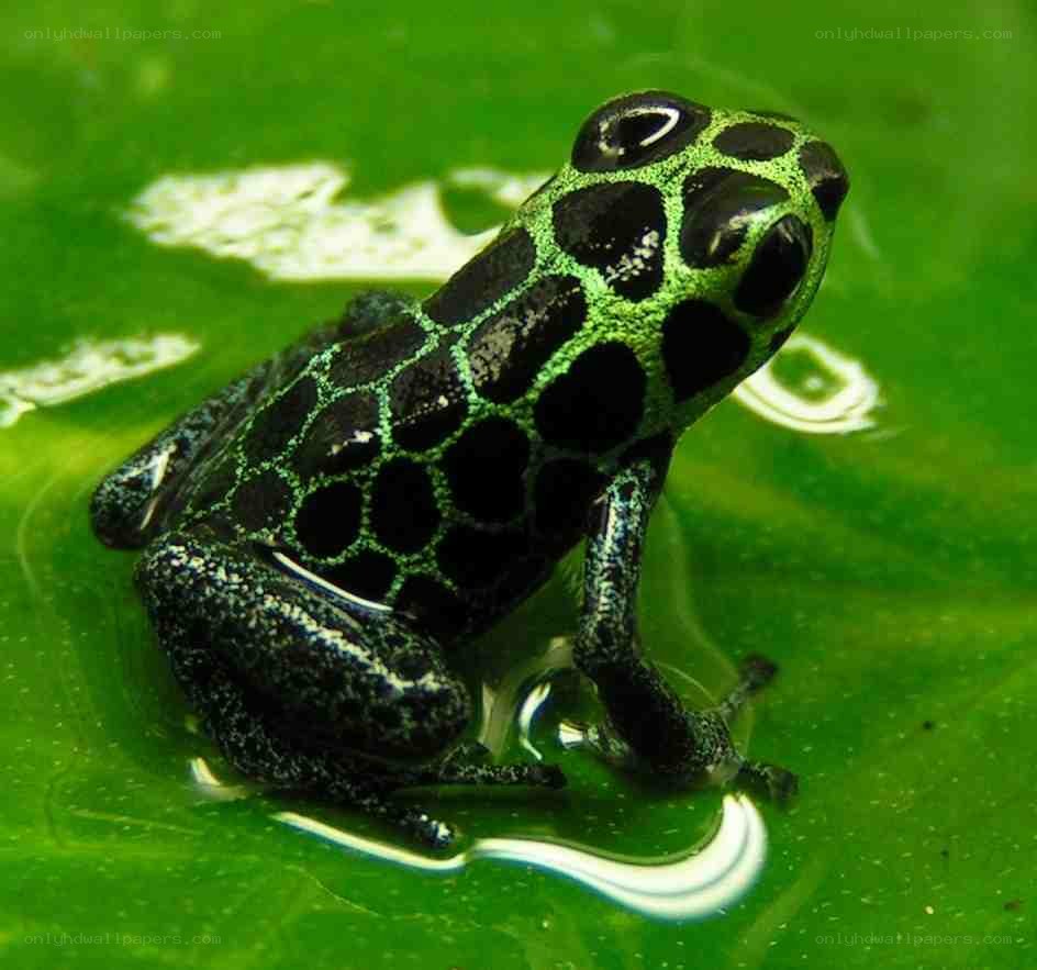 green and black poison dart frog