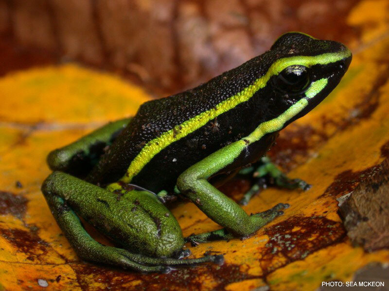 Green and black poison dart frog