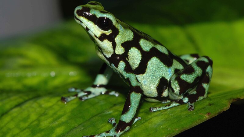 Green and Black Poison Dart Frog — Natural