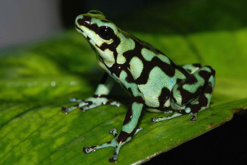 green and black poison dart frog