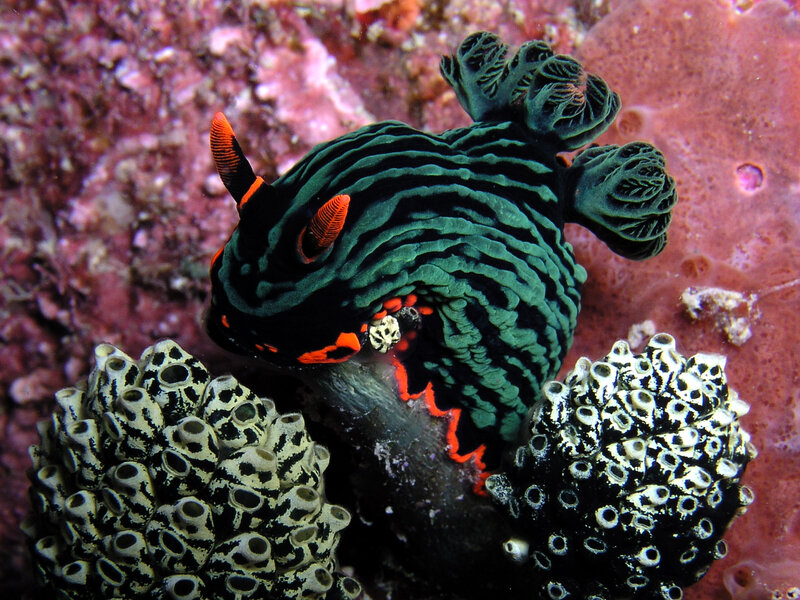 Green and black sea slug