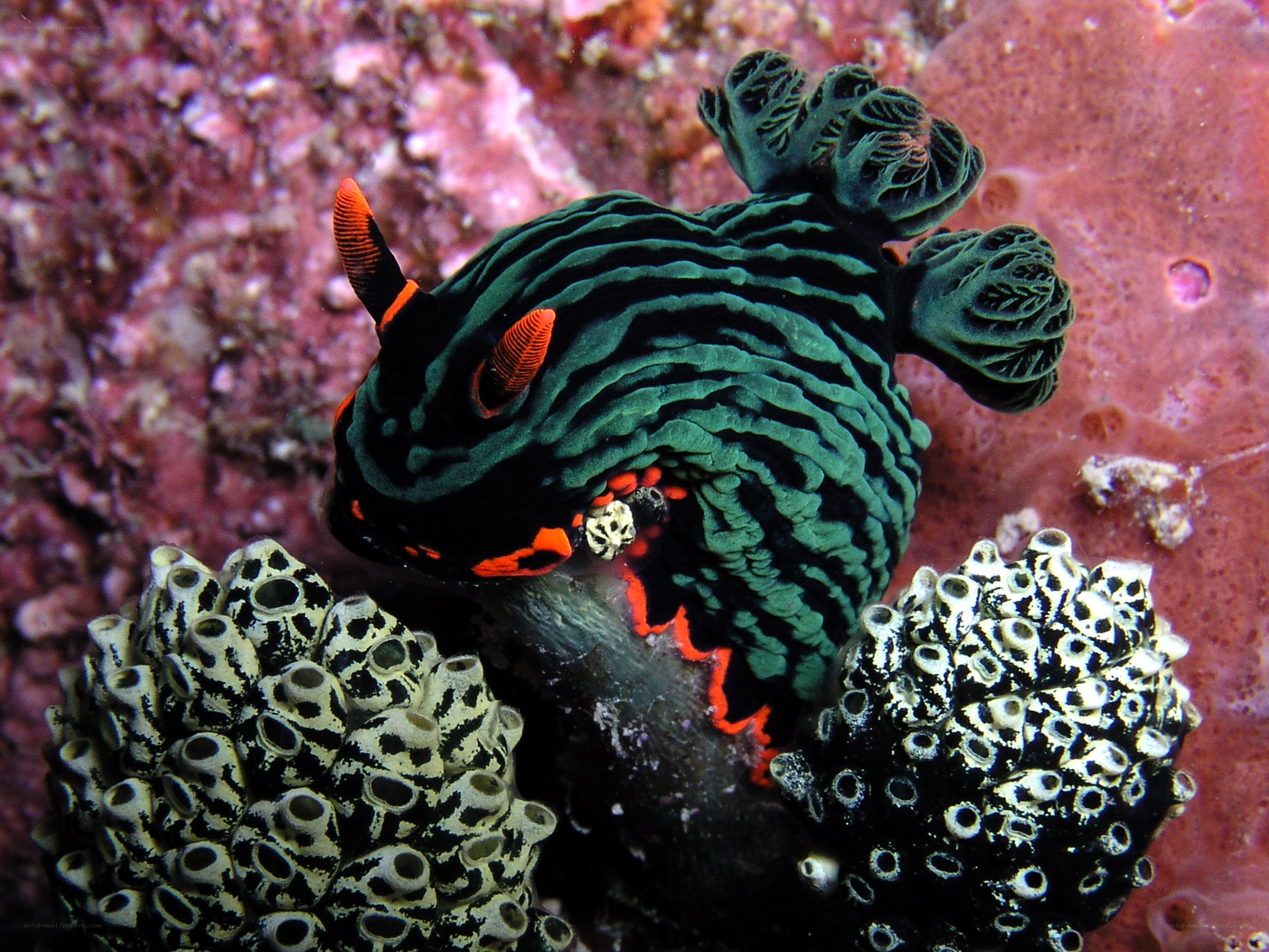Green and black sea slug