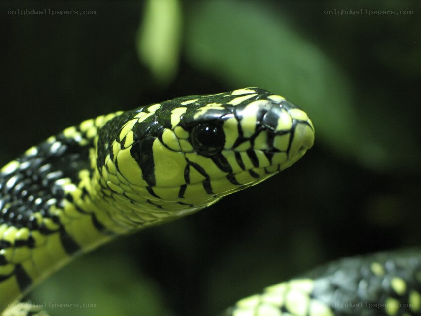 green and black snake head