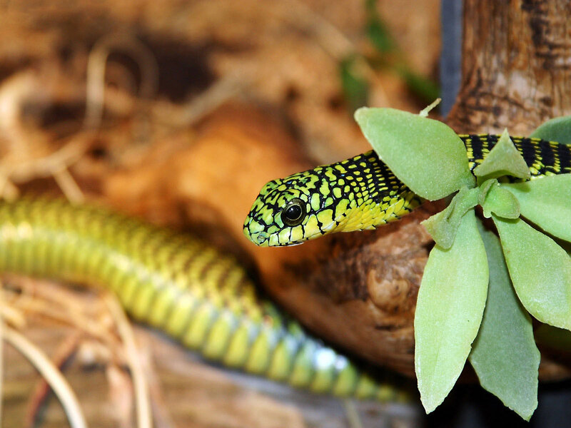 green and black snake on plant