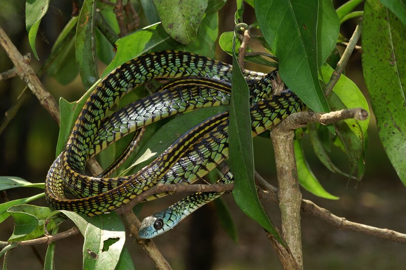 Green and Black Snake