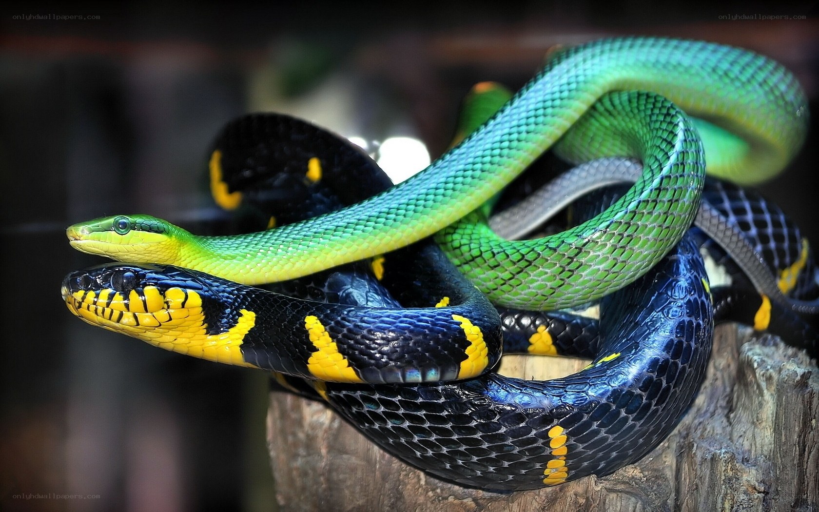 green and black snakes coiled
