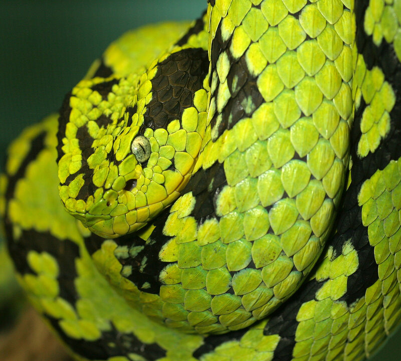 Green and Black Viper