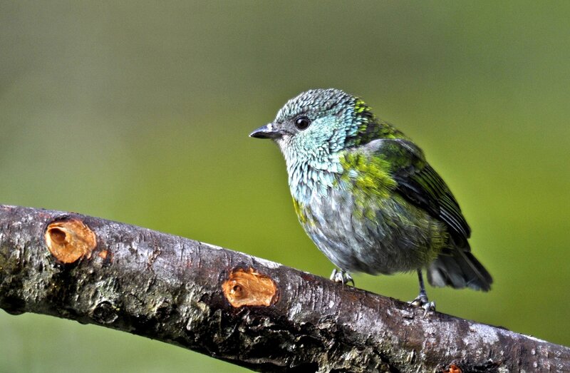 Green and Blue Bird