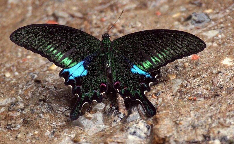 Green and Blue Butterfly — Black